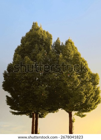 Two green trees at sunset hour