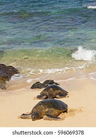 Two Green Turtles in front of ocean on the sandy beach, Maui, Hawaii