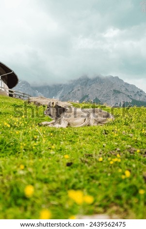 Two grey Cute Little Cow Calfs Lying on the Green Grass Pasture Field in the Mountains Resting Together