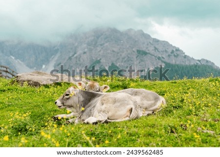 Two grey Cute Little Cow Calfs and a Mother Cow Lying on the Green Grass Pasture Field in the Mountains Resting Together