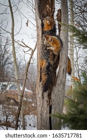 Two Grey Fox (Urocyon cinereoargenteus) In Split Tree Winter - captive animals