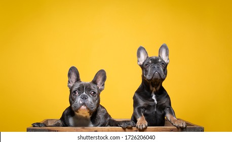 Two Grey French Bulldog Puppies Looking Over A Box At Camera With Cute Faces. Plain Yellow Background.