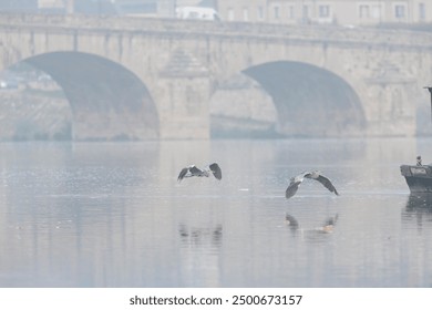 Two grey herons fly in formation over a river on a misty morning. A historic bridge and a boat moored in the water are visible in the background - Powered by Shutterstock