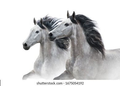 Two grey horse couple portrait on white. High key image