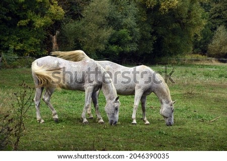 Similar – Image, Stock Photo Moldy Environment Nature