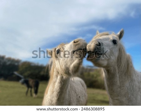 Similar – Image, Stock Photo two horses in the pasture on a foggy autumn morning with diffused sunlight