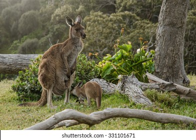 Two Grey Kangaroos In Australian Wildlife Bush