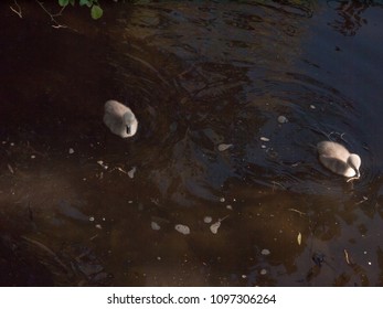 Two Grey Mute Swan Cygnets Down Below Water Surface Swimming Cute; Essex; England; Uk