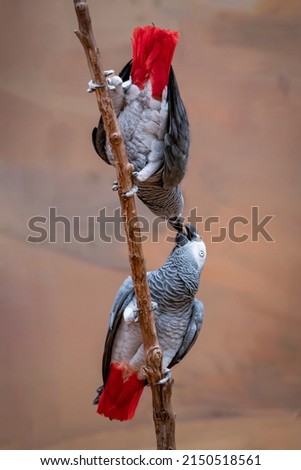 TWO GREY PARROTS KISSING LOVERS VALENTINES DAY PHOTO MESSAGE COUPLES 