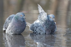 Two Grey Pigeons Are Bathing In The Rain Water With Reflection On Clear Water.