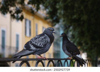 Two grey pigeons close-up, both are staring at the camera, the second subject, is blurred. Two pigeons sitting on a fence in an urban context. Houses visible in the background with bokeh.