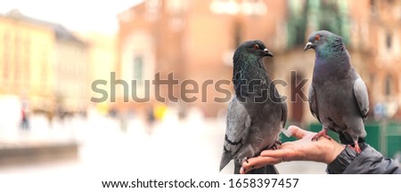 Two grey pigeons sitting on a woman hand and look to each other on blurred European city background 