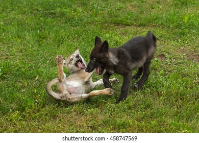 Two Grey Wolf Pups (Canis lupus) Play - captive animals