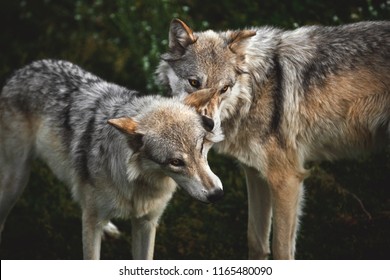 Two Grey Wolf Siblings Play And Fight Near Yellowstone National Park, Montana, USA. 