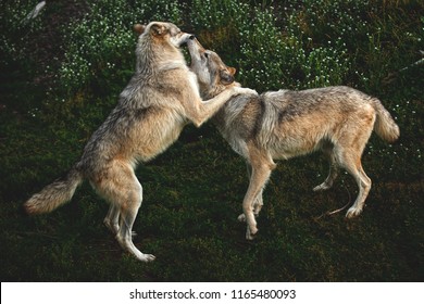 Two Grey Wolf Siblings Play And Fight Near Yellowstone National Park, Montana, USA. 