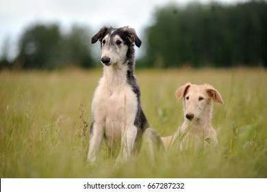 Two Greyhound Puppies