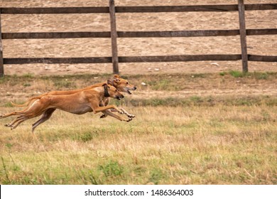 Two Greyhound Are Running In Pursuit Of A Mechanical Hare (rabbit)