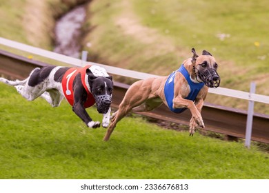 Two Greyhounds leading the race.