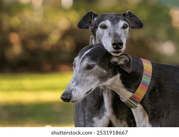 two greyhounds in loving pose; one greyhound resting head on second greyhound; happy dogs