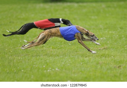 Two Greyhounds Lure Coursing