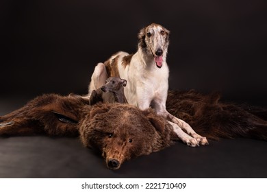 
two greyhounds on a bearskin. levretka and Russian dog