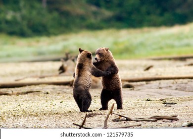 baby grizzly bear fighting