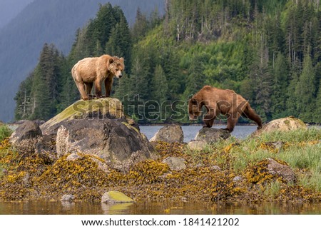 two grizzly bears face off on a rugged shoreline