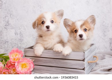 Two Group Of Corgi Puppies Sit In A Basket With A Bouquet Of Spring Tulip. The Concept Of Cute Funny Pets