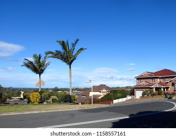 Two Growing Palms In A Suburbia Enviroment