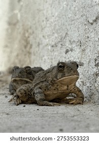 Two grumpy judgmental toads staring at you 