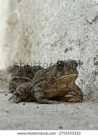 Two grumpy judgmental toads staring at you 