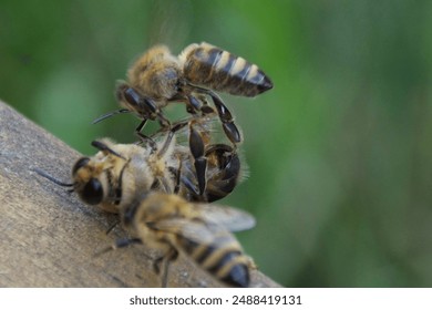 Two guard bees attack a drone bee on a wooden surface to expel it from the hive, with a blurred green background highlighting their detailed bodies and wings. - Powered by Shutterstock