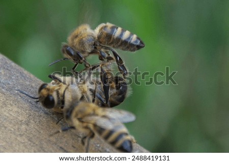 Two guard bees attack a drone bee on a wooden surface to expel it from the hive, with a blurred green background highlighting their detailed bodies and wings.