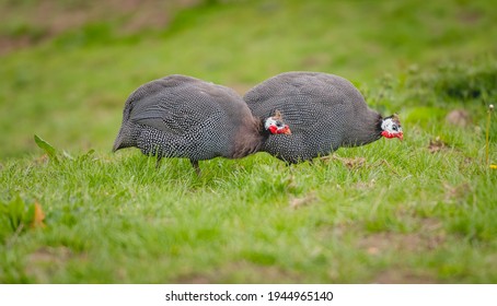 Two guinea fowl pecking on the grass