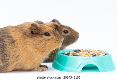 Two Guinea Pig With Food In Bowl Isolated On White Background