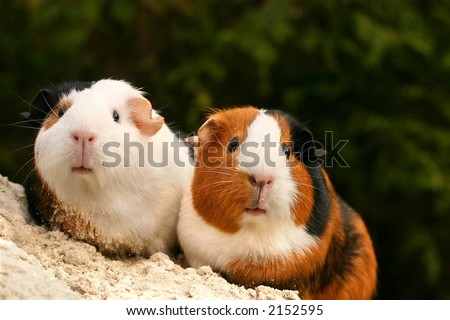 Two guinea pigs looking at the viewer