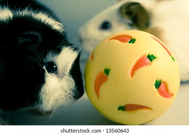Two guinea pigs playing with a ball