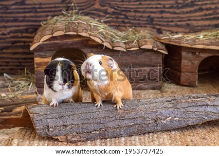 Two guinea pigs red black white home pets