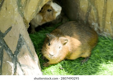 Two guinea pigs resting inside a small stone shelter on green grass in a natural outdoor environment.