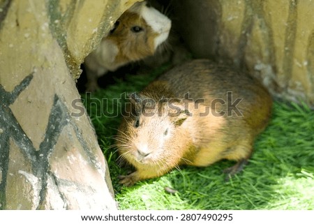 Two guinea pigs resting inside a small stone shelter on green grass in a natural outdoor environment.