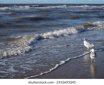 Two gullls on the shallow waves on the beach in Noordwijk, Netherlands