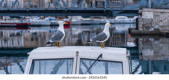 Two gulls on a boat, from the orient quay in Sète, Occitanie, France