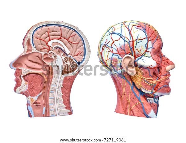 Two Halfhead Human Models On White Stock Photo (Edit Now) 727119061
