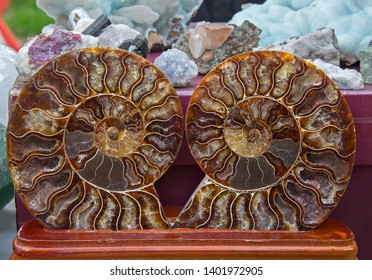 Two Halves Of Worked Ammonite Shell Found In Kazakhstan (Mangyshlak). Symbol Of Luck, Oracul Powers & Protection Of Saints (as Petrified Snakes In Legend About St. Patrick).