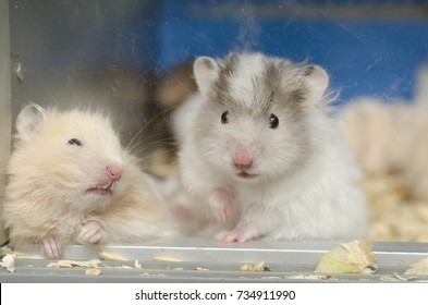 Two Hamsters