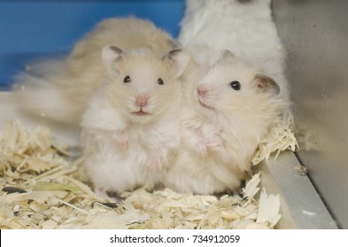 Two Hamsters