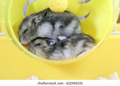 Two Hamsters Are Cuddling