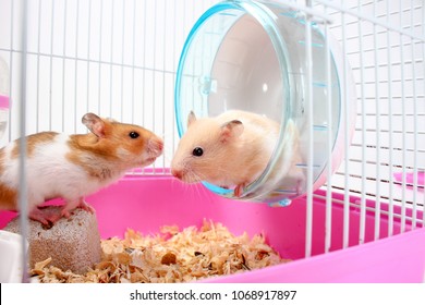 Two Hamsters Image