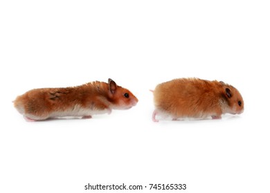 Two Hamsters Isolated