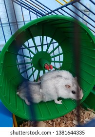 Two Hamsters On The Walking Wheel